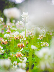 Field of White Clover Flowers Blooming in a Lush Green Meadow on a Bright Sunny Day
