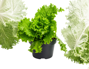 Fresh Batavia lettuce plant growing in black pot, isolated on white background PNG