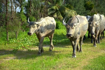 A group of water buffalo coated in mud walks along a lush grassy path, surrounded by trees and tropical vegetation. Captured near the Bakkhali River in Cox’s Bazar, Bangladesh 