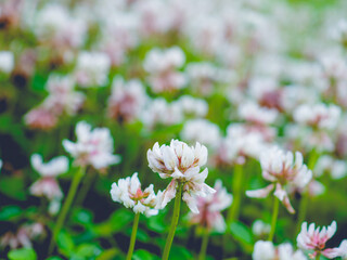 Field of White Clover Flowers Blooming in a Lush Green Meadow on a Bright Sunny Day