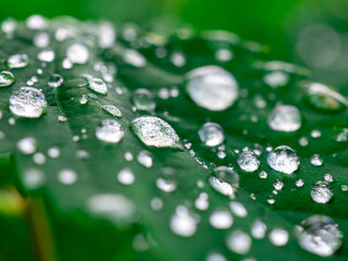 Close up of fresh green leaves covered in sparkling water droplets after a refreshing rain shower