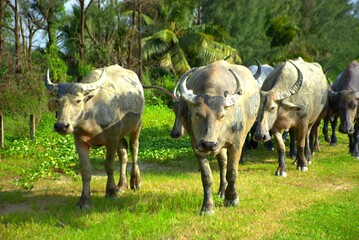Fototapeta premium A group of water buffalo coated in mud walks along a lush grassy path, surrounded by trees and tropical vegetation. Captured near the Bakkhali River in Cox’s Bazar, Bangladesh 