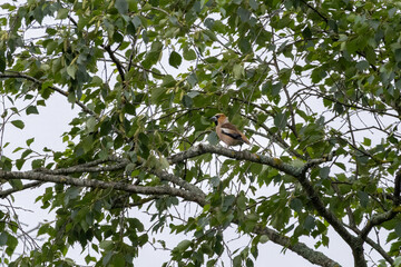Perching Hawfinch Coccothraustes coccothraustes