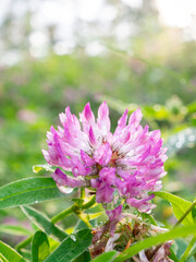Delicate Pink Clover Flower Dew Drops Summer Meadow Sunlight