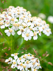 Delicate white yarrow flowers bloom vibrantly in the soft green meadow during summer