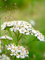 Delicate white yarrow flowers bloom vibrantly in the soft green meadow during summer