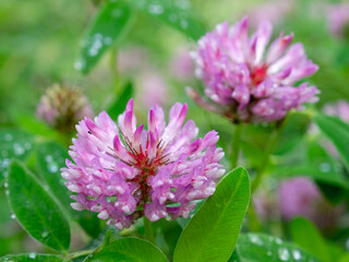 Delicate Pink Clover Flower Dew Drops Summer Meadow Sunlight