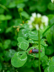Detailed Close-up Macro Photograph of a Soldier Beetle Resting on a Green Leaf