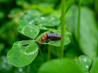 Detailed Close-up Macro Photograph of a Soldier Beetle Resting on a Green Leaf