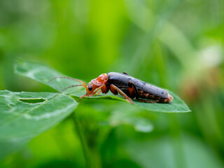 Detailed Close-up Macro Photograph of a Soldier Beetle Resting on a Green Leaf