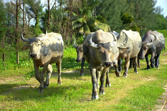 A group of water buffalo coated in mud walks along a lush grassy path, surrounded by trees and tropical vegetation. Captured near the Bakkhali River in Cox’s Bazar, Bangladesh 