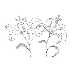Hand-drawn lilies on white background. Contrast print for fabric, wallpaper, invitations and greeting cards. 