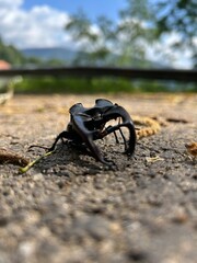 Rencontre Impr&eacute;vue : Scarab&eacute;e et Route