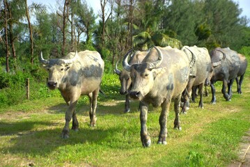 A group of water buffalo coated in mud walks along a lush grassy path, surrounded by trees and...