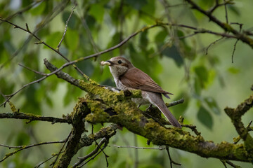Red-backed shrike female sitting on bush with food