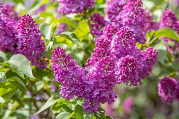 Close-up of a blooming lilac bush with vibrant purple flowers and lush green leaves, bathed in bright sunlight. The delicate blossoms and natural light create a fresh and uplifting spring atmosphere.