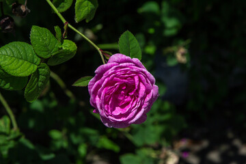 Close-up of a blooming tea rose with vibrant bright pink petals. The delicate layers and velvety...