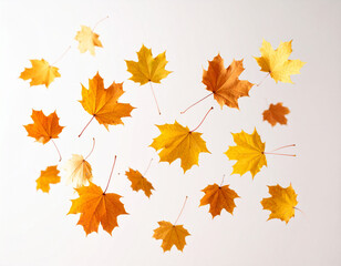Golden Autumn Leaves Sunlight Through Maple Foliage