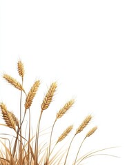 Golden Wheat Field on White - A field of ripe golden wheat stalks against a pure white background symbolizes harvest, abundance, prosperity, nature, and nourishment