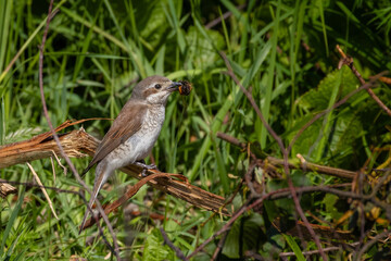 Red-backed Shrike female with food (Lanius collurio) on branch.