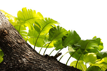 ush tropical plants bush growing on the tree , transparency background