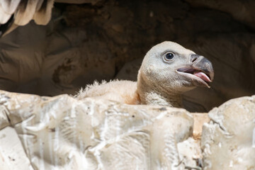 Young griffon vulture in their nest