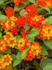 初夏を彩るランタナの花