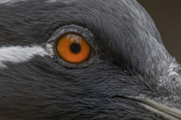 Close up detail profile portrait of beautiful Demoiselle Crane,