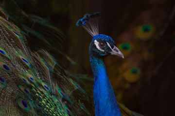 Proud male Asian peacock shows his plumage