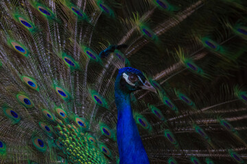 Proud male Asian peacock shows his plumage