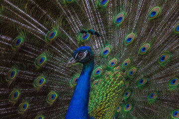 Proud male Asian peacock shows his plumage