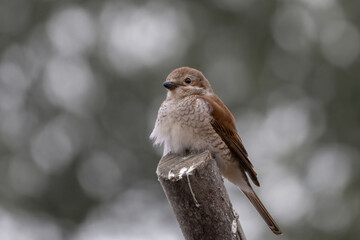 Female red-backed shrike sitting on branch