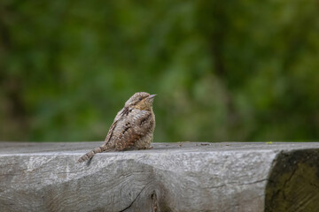 Wryneck, Jynx, Jynx torquilla