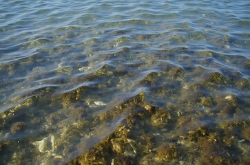 Clear Shallow Water Seabed Texture with Aquatic Plants ai generated
