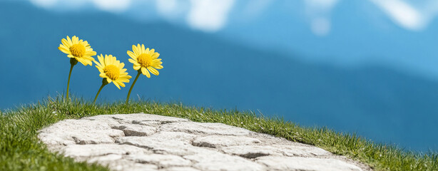 Bright yellow flowers bloom on stone path surrounded by lush grass, evoking sense of tranquility