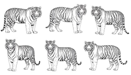 Obraz premium Six black and white tiger illustrations (1)