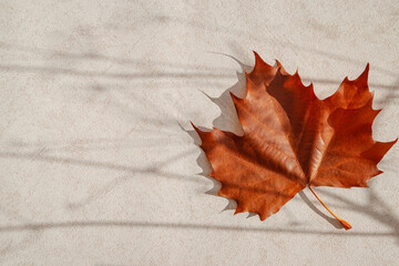 Minimal style composition made of dried maple leaf on pastel sunlit background with shadow. Autumn, fall, thanksgiving day concept. Copy space