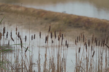 Cattails by the Water: Nature’s Calming and Useful Wetland Plants