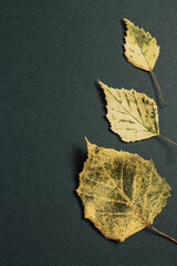 Minimal style composition made of dried textured leaves on dark green background. Autumn, fall, thanksgiving day concept.
