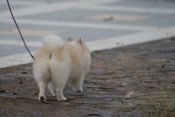 Tiny Explorer on a Leash: A Fluffy Hero’s First Steps