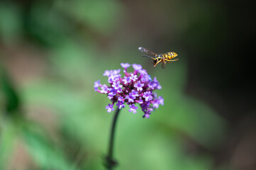 Lavendel mit Hummel im Anflug
