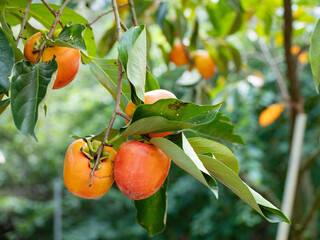 Ripe persimmons on a persimmon tree in a rural farm