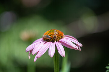 Sonnenhut Blüte mit Bienen