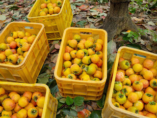 Harvested persimmons on a rural farm