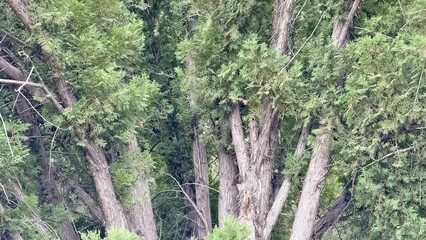  dense cluster of mature cedar tree trunks with lush green foliage in summer forest ideal for...