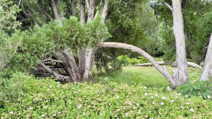  twisted tree branch arching over green meadow with dense cedar foliage and wild shrub flowers in...