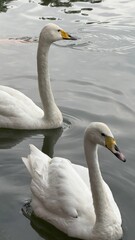 two swans swimming in calm water with smooth reflections and yellow beaks, serene nature scene, ideal for wildlife photography, editorial use, or environmental branding