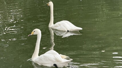 two white whooper swans with yellow black bills swimming calmly on green rippling water surface,...