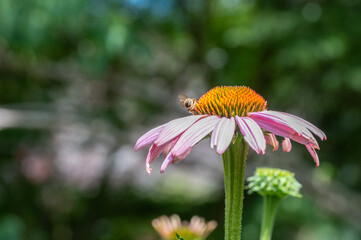 Sonnenhut Blüte mit Biene