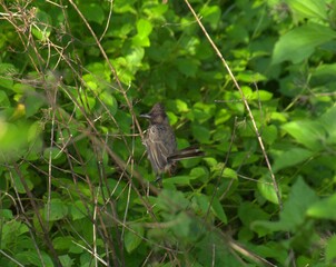 A brown bird perched on a branch amid lush green foliage
